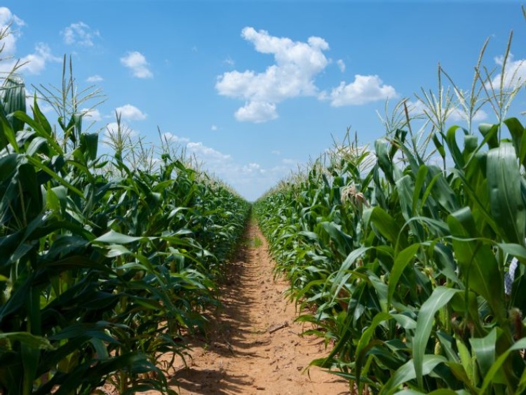 Kukurydza – stabilność plonowania w zmiennych warunkach
